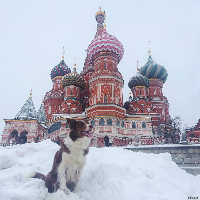 Веселая собака на Красной площади Москвы