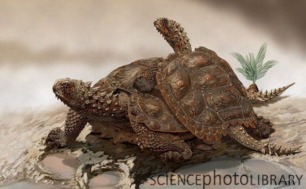 Как черепахи обзавелись панцирем и стали теми, кто они есть