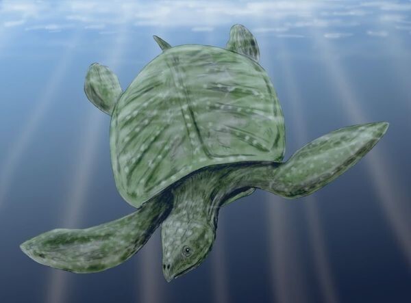 Гигантские морские черепахи из мелового периода