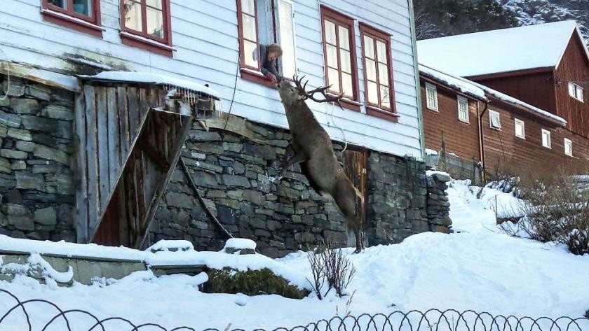 Олень приходит два раза в день к Метте Квам, Норвегия