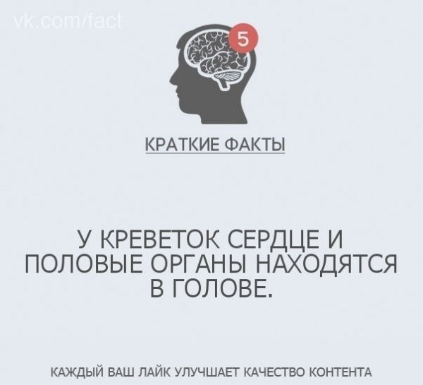 Интересные факты в картинках