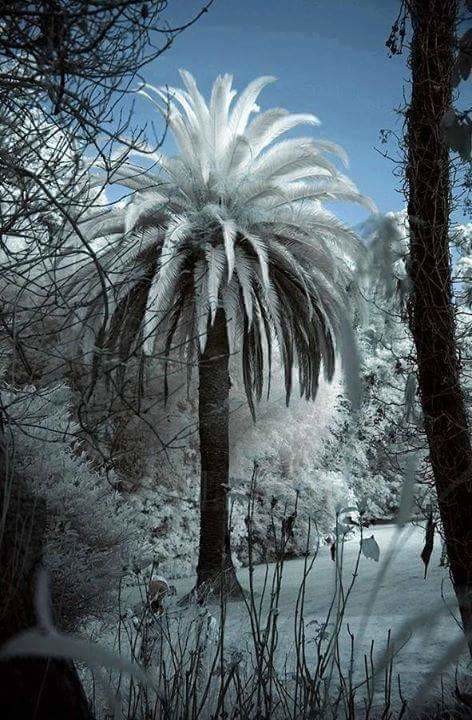 Пальма в снегу 