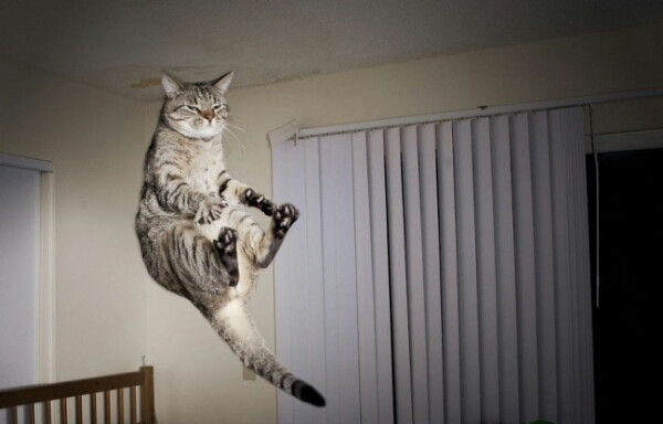Котики, которые учатся прыгать и летать. Невозможно не улыбнуться!