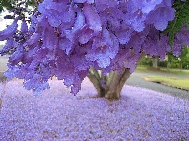 Жакаранда (фиалковое дерево) в цвету