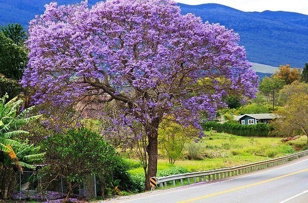 Жакаранда (фиалковое дерево) в цвету