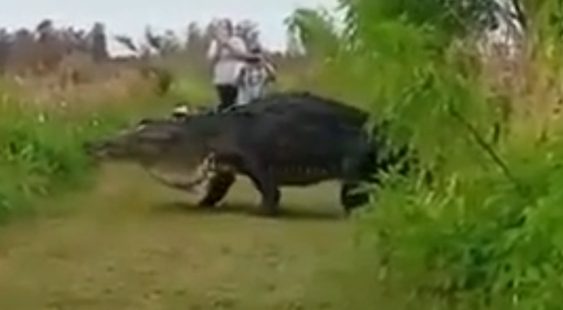 Гигантский аллигатор во Флориде