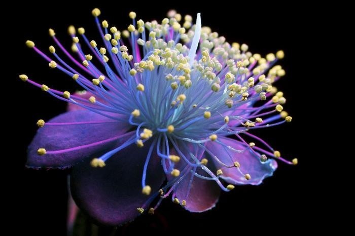 Цветы в ультрафиолете. Завораживает