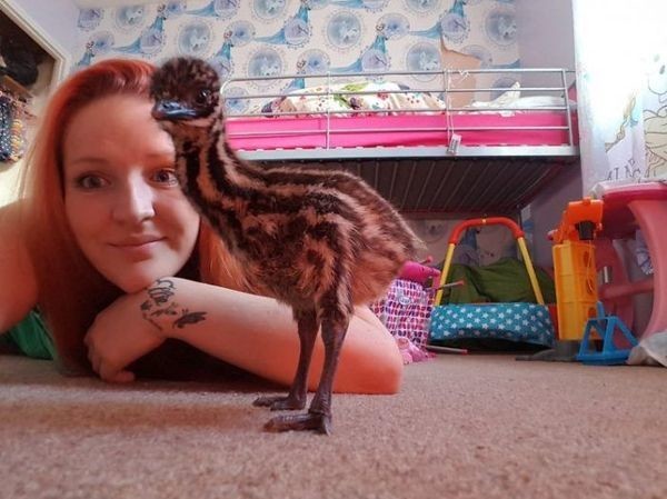 Шарлотта Харрисон и её новый питомец - страусёнок Кевин.