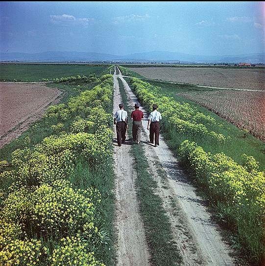 Совхозное поле в Мукачевском районе, Украина, 1959: