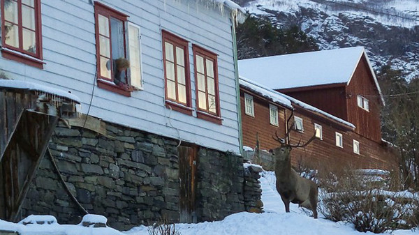 В Норвегии олень ежедневно навещает семью в знак благодарности за спасение