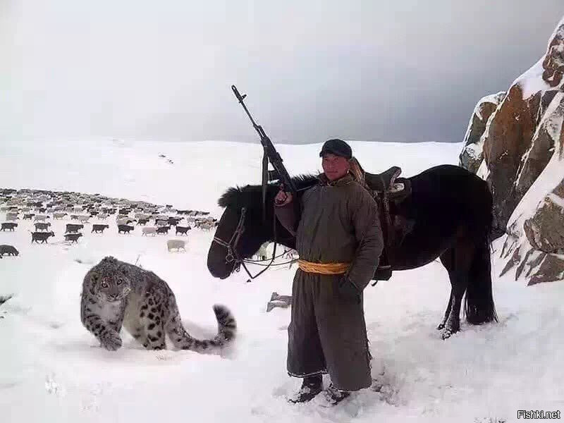 Все наши понты меркнут перед пастухом из Монголии, у которого есть ручной сне...
