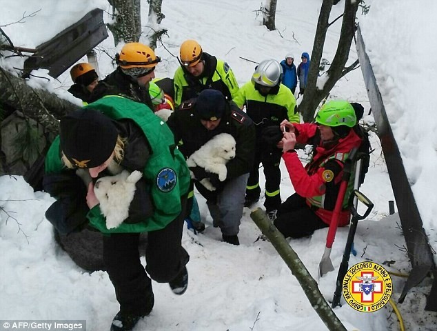 Из развалин отеля, разрушенного лавиной, спасатели достали троих щенков