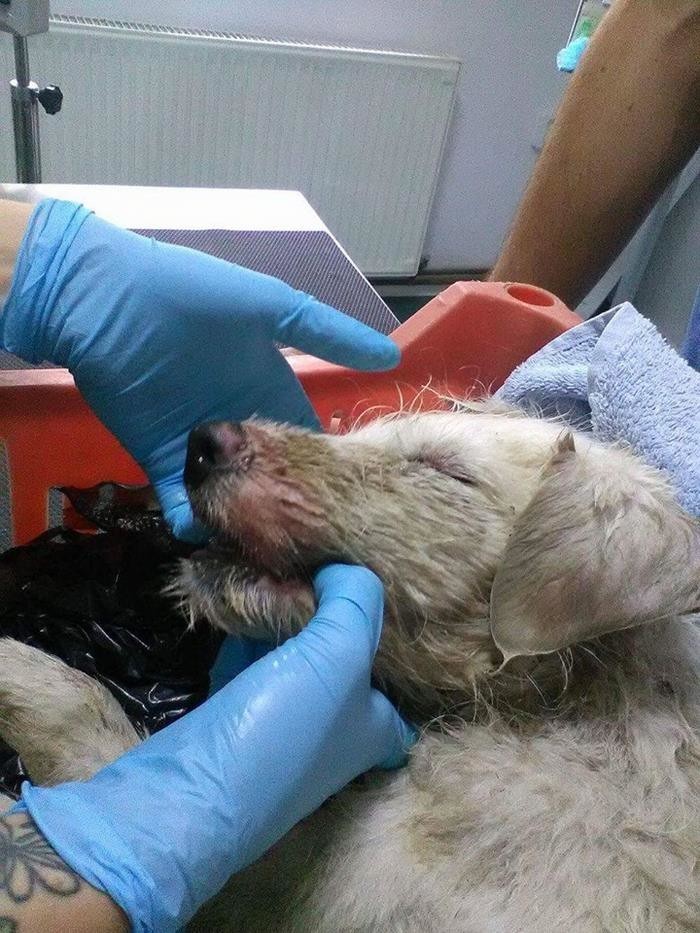 Избитого щенка завязали в полиэтилен и выкинули умирать, но его нашли и выходили добрые люди
