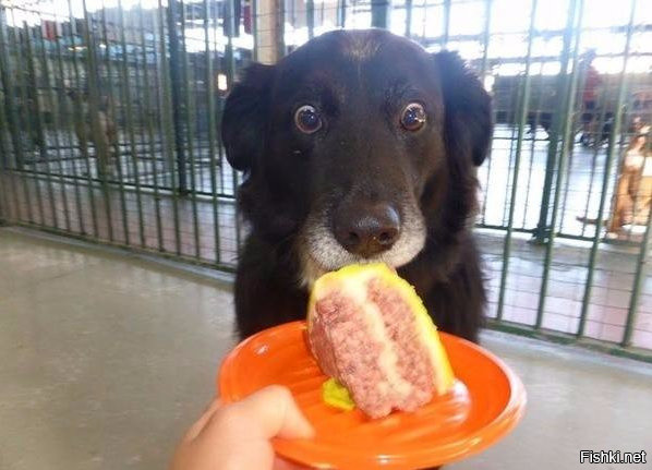 Из солянки