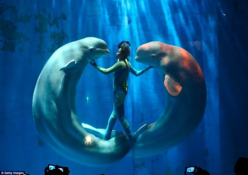 Белые киты предстали в удивительном шоу китайского аквапарка