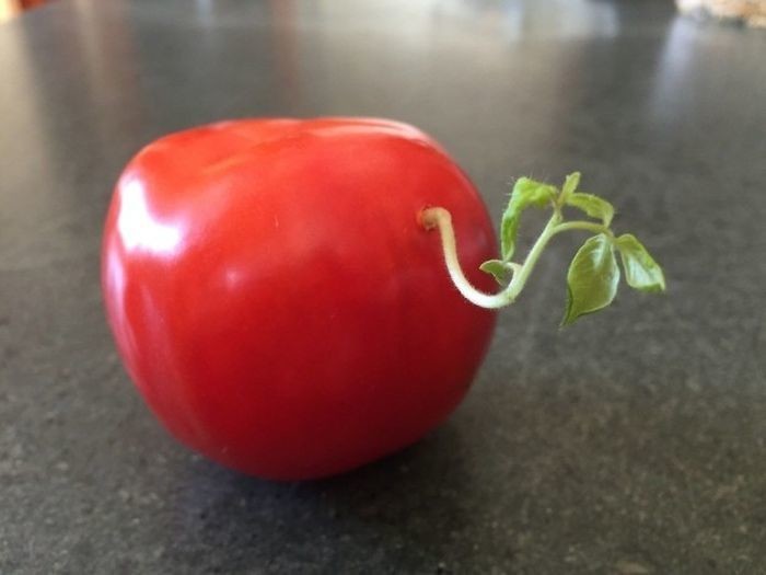 1. Этот помидор с побегом, растущим из него   