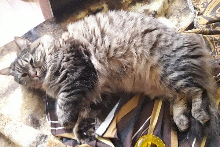 Ставропольский кот Герыч становится звездой интернета