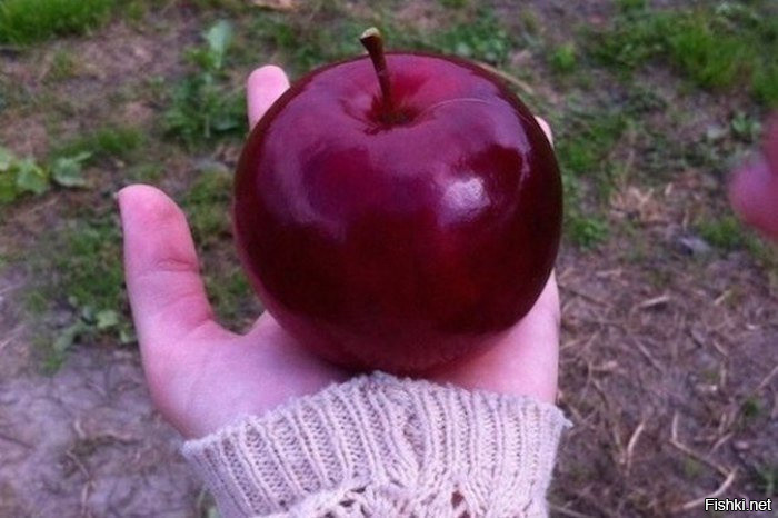 Идеальное яблоко будто из сказки про Белоснежку
