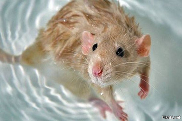 Если крысу поместить в аквариум, наполненный водой, то она, в силу физиологич...