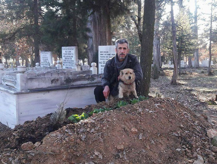 Осиротевший пес каждый день приходит на могилу хозяина