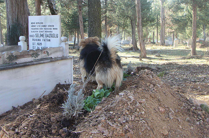 Осиротевший пес каждый день приходит на могилу хозяина