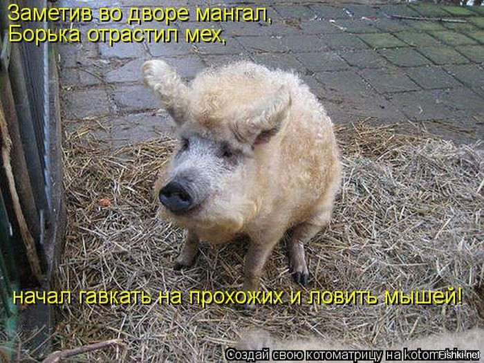 Из солянки