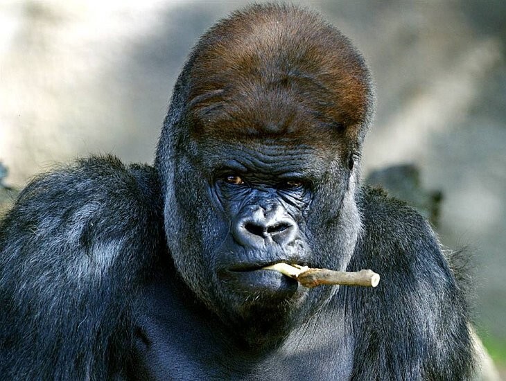 Горилла. Горилла с сигарой. Прикольные обезьяны. Курящие гориллы. К чему снится горилла