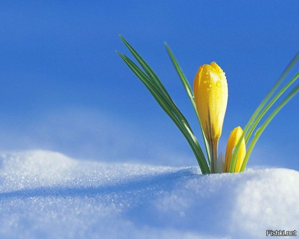 Где-то под снегом уже тихонько дышит Весна