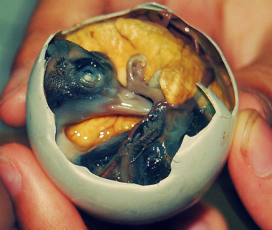 Балют (вареное утиное яйцо с уже сформированным плодом) - Филиппины