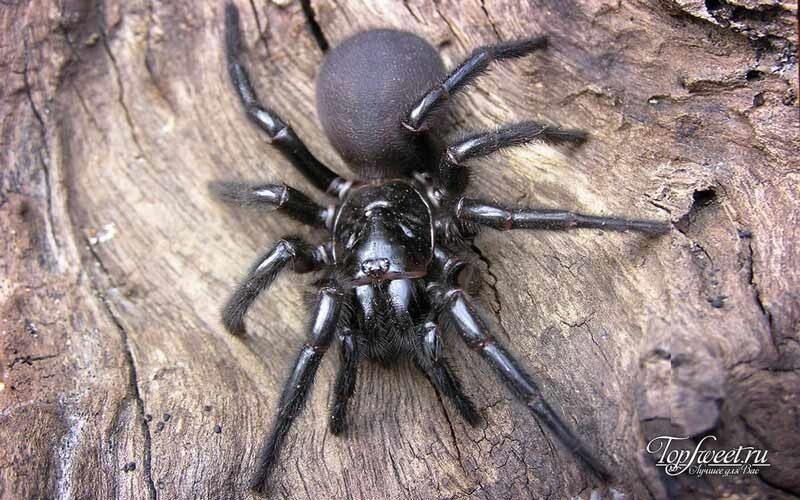 6.Cиднейский лейкопаутинный паук
