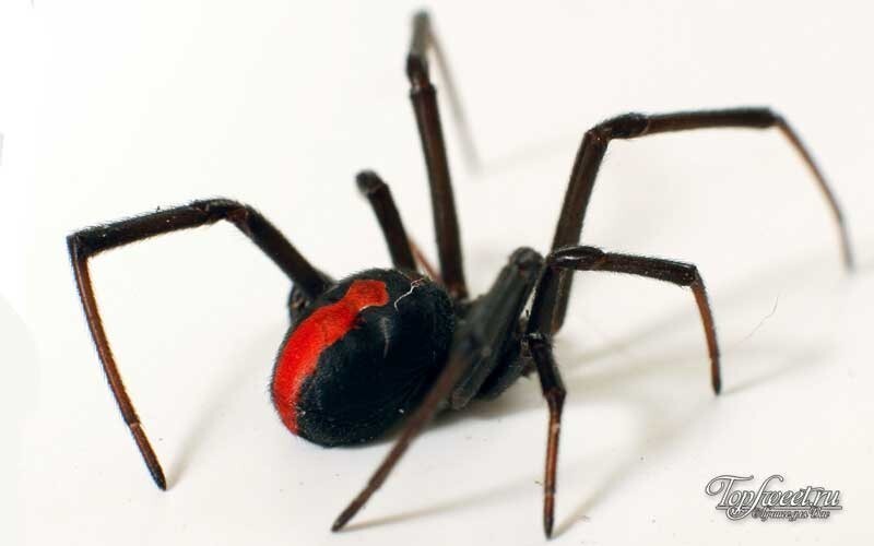 2.Красноспинный паук