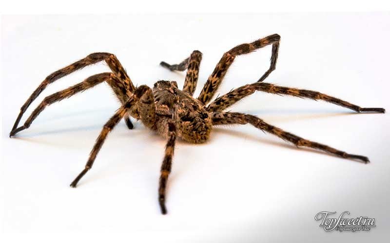 ТОП 10 самых опасных и ядовитых пауков на планете