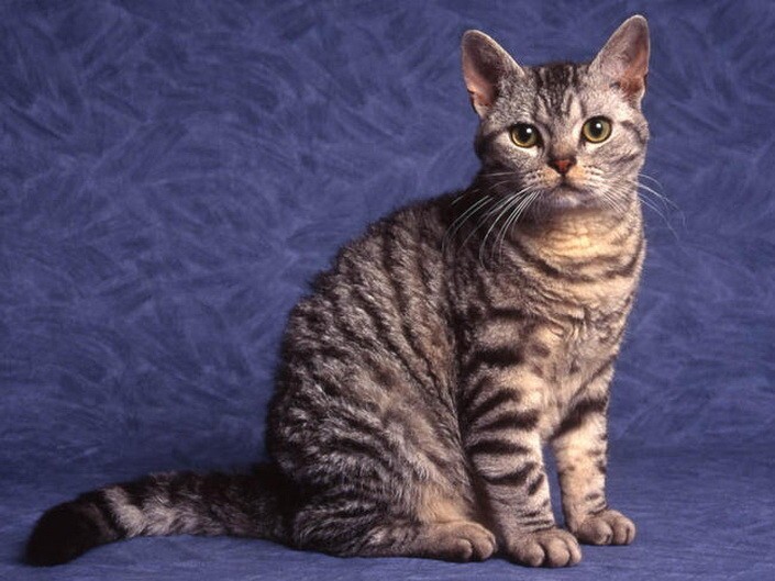 4 место. Американская жесткошёрстная кошка.