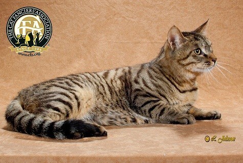 Самая редкая порода кошек в мире - Дракон Ли (другое название - Китайская Ли Хуа).