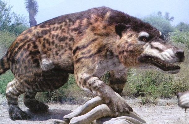 22. Эндрюсарх (Andrewsarchus)