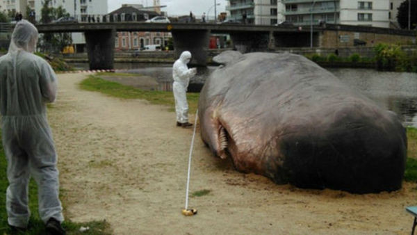 В Оклахоме на берегу реки нашли 40-метрового кита