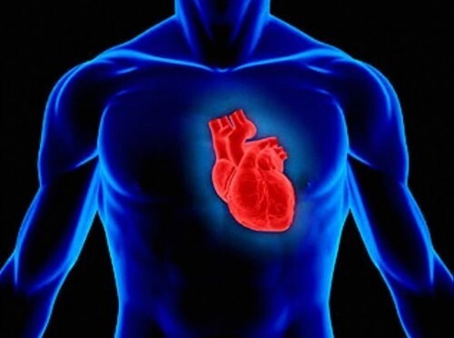 17. Наши сердца сильнее, чем любая другая мышца в нашем теле 
