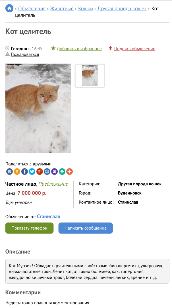 Цены на котов-целителей растут. Теперь их продают за 7 миллионов рублей. Торг уместен