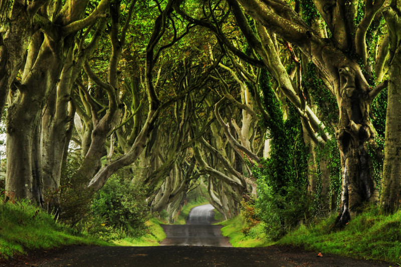 Дарк Хеджес, графство Антрим, Баллимони (Bregagh Rd, Ballymoney BT53 8TP) Очень красивая аллея буковых деревьев, которые были посажены еще в 18 веке семьей Стюартов. Тут снимался 1 эпизод 2 сезона, так называемая дорога короля