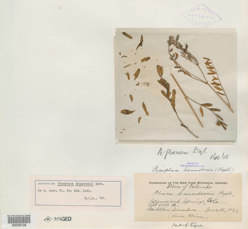 Писофака сандерса (Pisophaca saundersii)