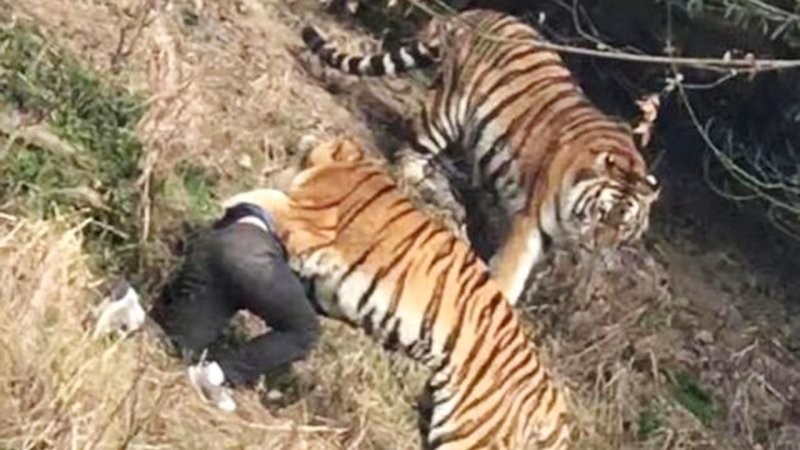 В китайском зоопарке тигр загрыз мужчину на глазах у его семьи