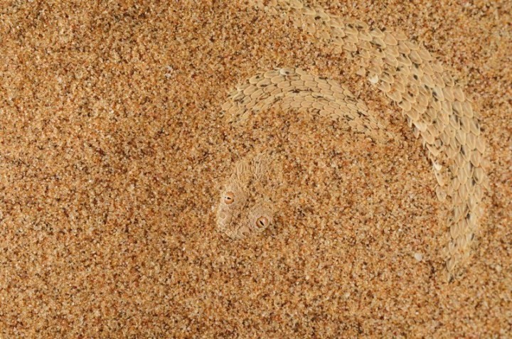 Карликовая гадюка прячется в песке