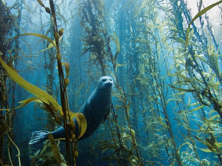  Потрясающий подводный лес.