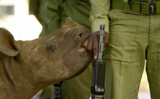 4. Маленький чёрный носорог и его охрана. Вооружённые солдаты приставлены ко всем чёрным носорогам, чтобы защищать их от браконьеров. В итоге животные начинают воспринимать солдат как членов семьи 
