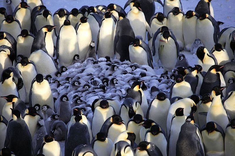 Детский сад для пингвинят