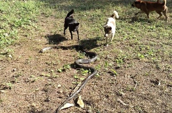 Собаки спасли свою хозяйку от королевской кобры
