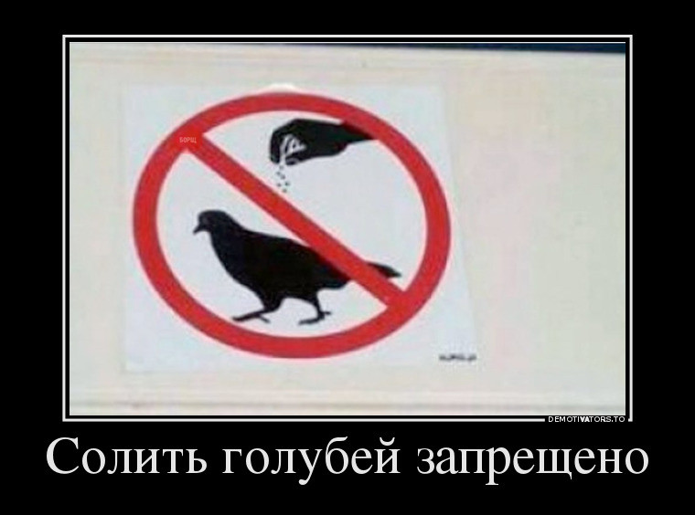 Солить голубей запрещено
