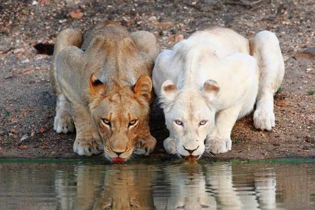 2  Редкие животные Африки: Белый лев