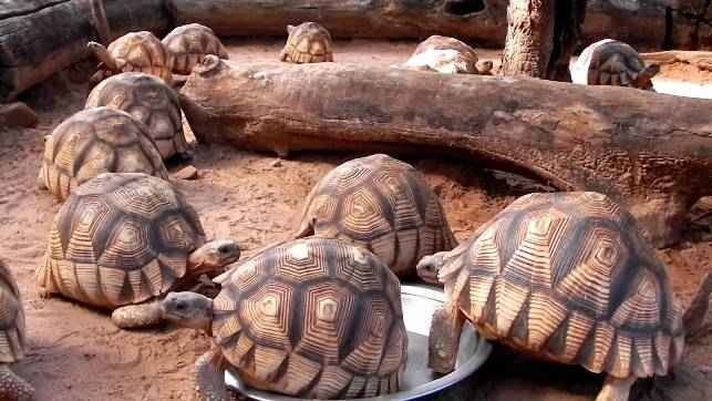 14  Животные занесенные в Международную Красную книгу: Мадагаскарская клювогрудая черепаха (Astrochelys yniphora)