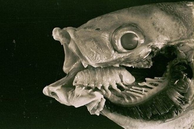 Уникальнейший паразит - Cymothoa exigua (Впечатлительным не смотреть)